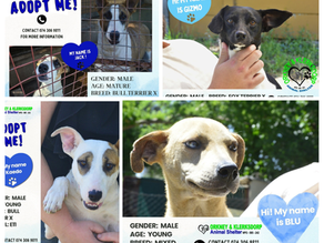 Hope, Healing, and Homes: The Heartbeat of the Orkney & Klerksdorp Animal Shelter