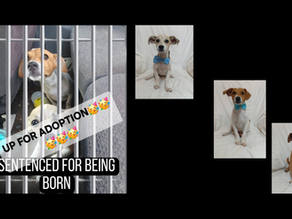 Hope Behind the Bars: The Vital Mission of the Stilfontein Animal Shelter
