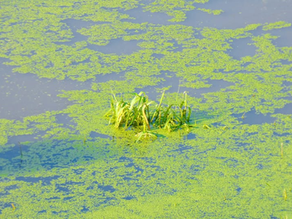 JB Marks Addresses Stagnant Water Concern Behind Botha Pump Station