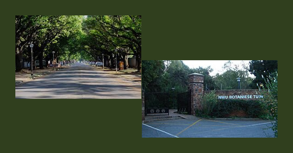 The Emerald Corridor: Oak Avenue and the Botanical Sanctuary