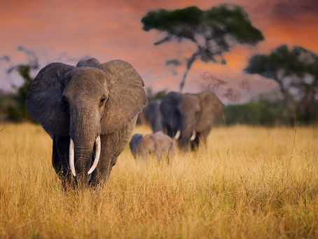 Did You Know Elephants Help Sequester Carbon?