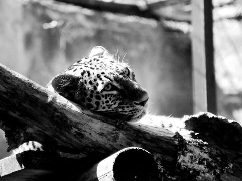 Cheetah zoo