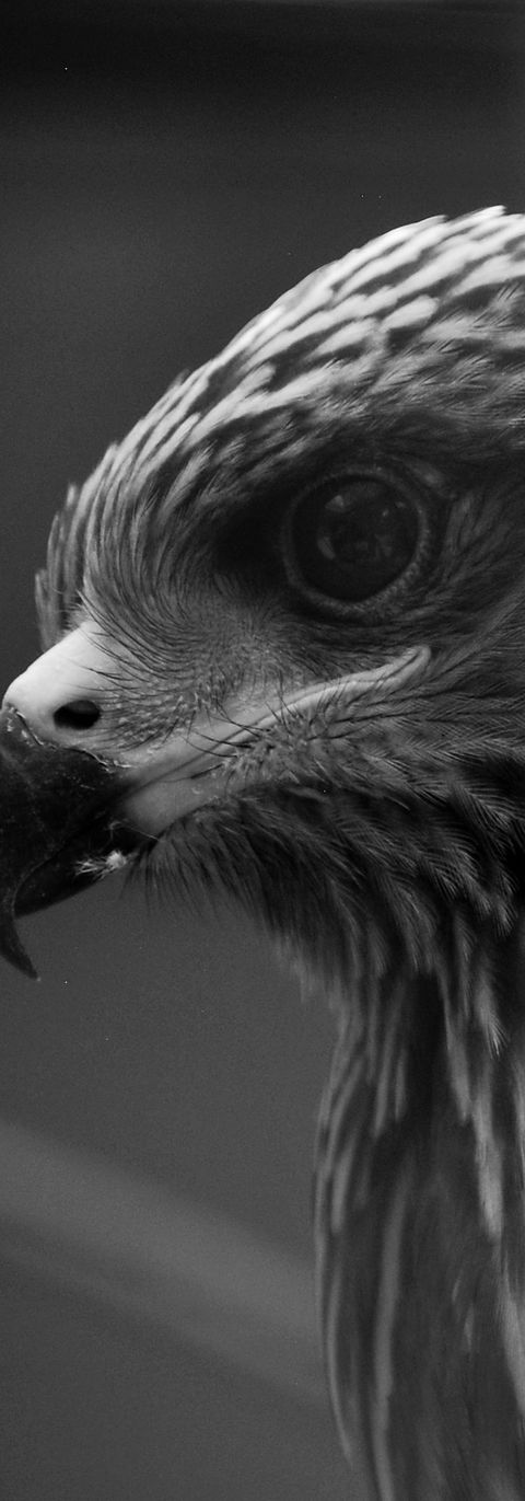 Buzzard bird of prey nature