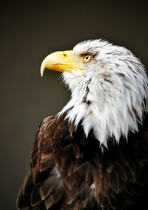 Bold eagle side profile