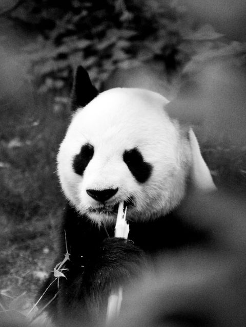 Panda nature