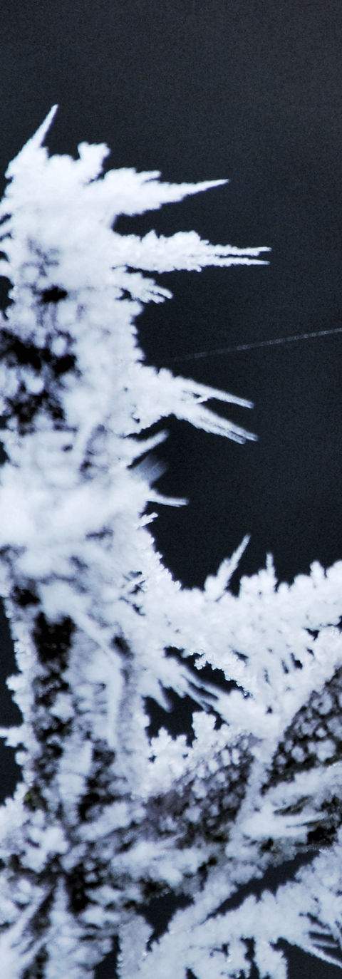 Frost