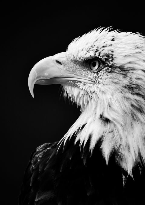 Bold eagle black and white side profile