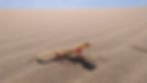 web footed gecko_MK1.jpeg
