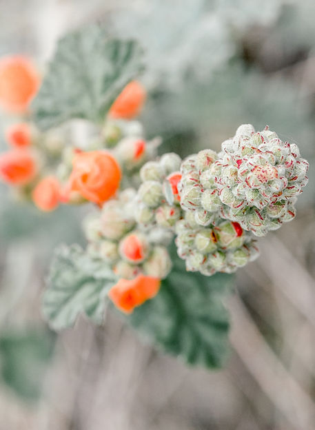 Wildflower.jpg