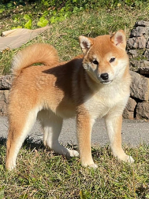 yoko 1_edited.jpg