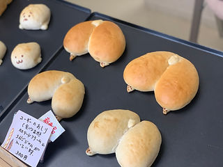 コーギーのおしり.jpeg