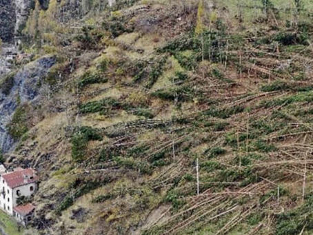 Foreste distrutte, la Regione ha abbandonato i comuni