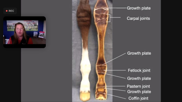 horse growth plates, foal ephipyses, skeletal immaturity