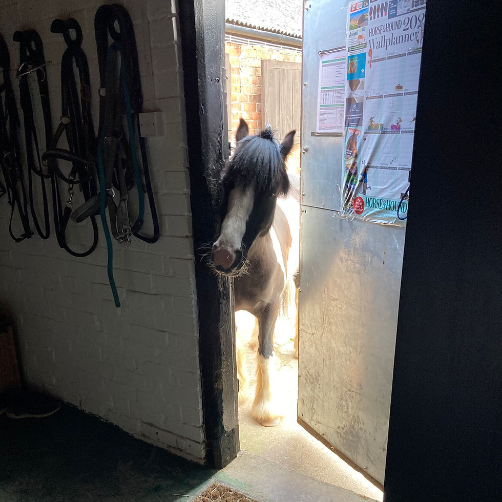 gillian higgins horses inside out Blue cross Pumpernickel, cheeky pony in the Horses Inside Out tack room!