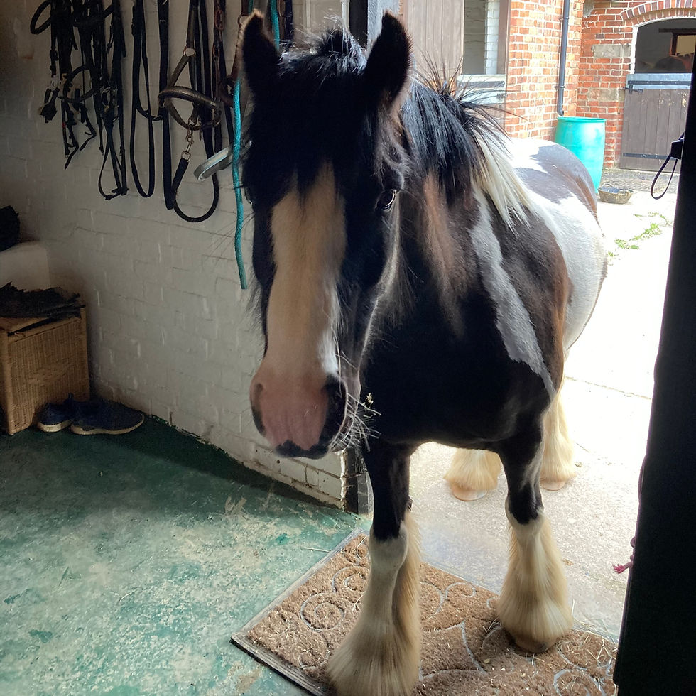 gillian higgins horses inside out Pumpernickel, cheeky pony in the Horses Inside Out tack room!