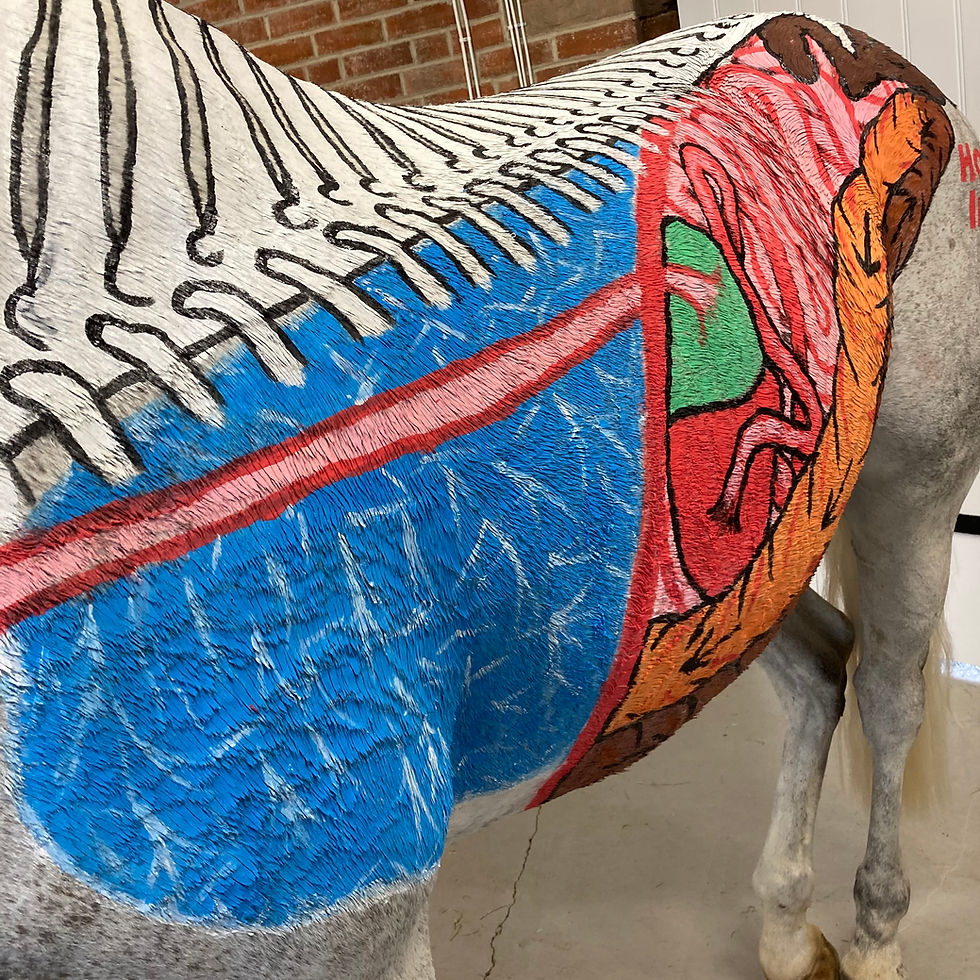 gillian higgins horses inside out painting process digestive system Anatomy of the lungs and digestive system, horses inside out, painted horse anatomy, equine by Gillian Higgins