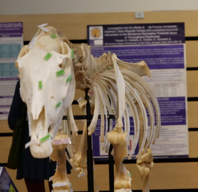 pony skeleton, equine anatomy exhibition