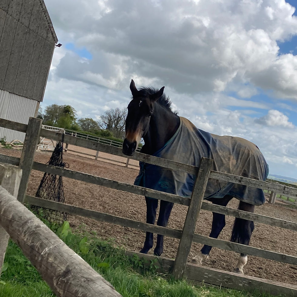 Irish Sports Horse, Toby, turnout gillian higgins horses inside out