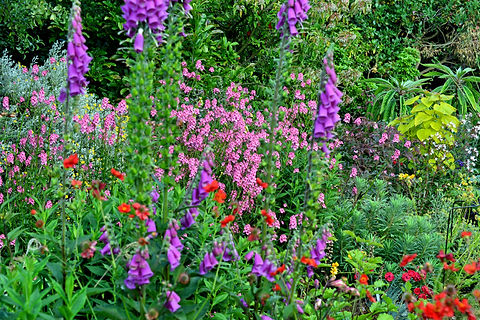 diascia personata and foxgloves.jpg