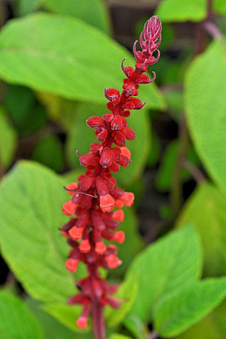 salvia confertiflora.jpg