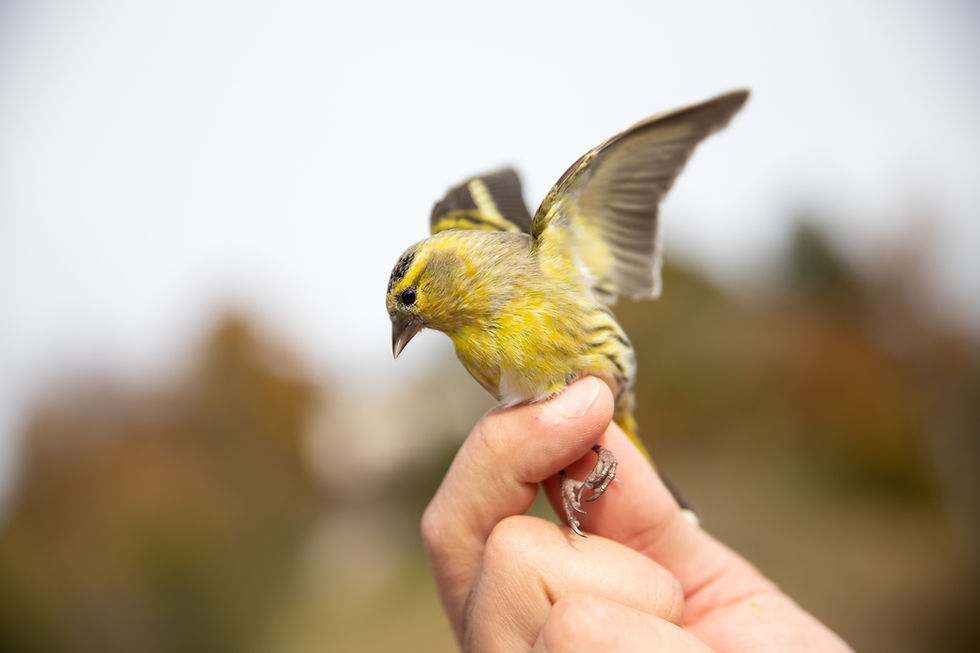Banding 12,500 birds in the Alps