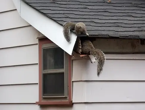squirrels-entry.webp