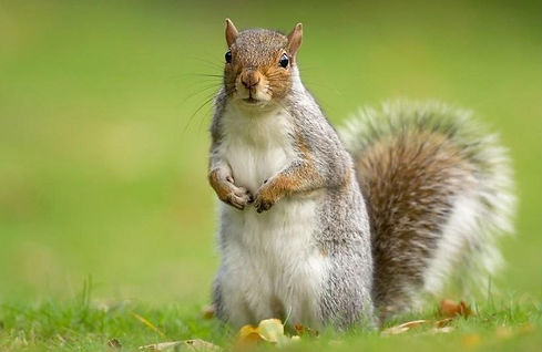Squirrel3.jpeg