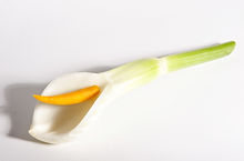 Le Lys Callas.jpeg