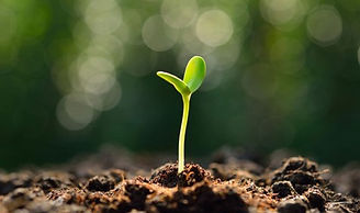 Seedling