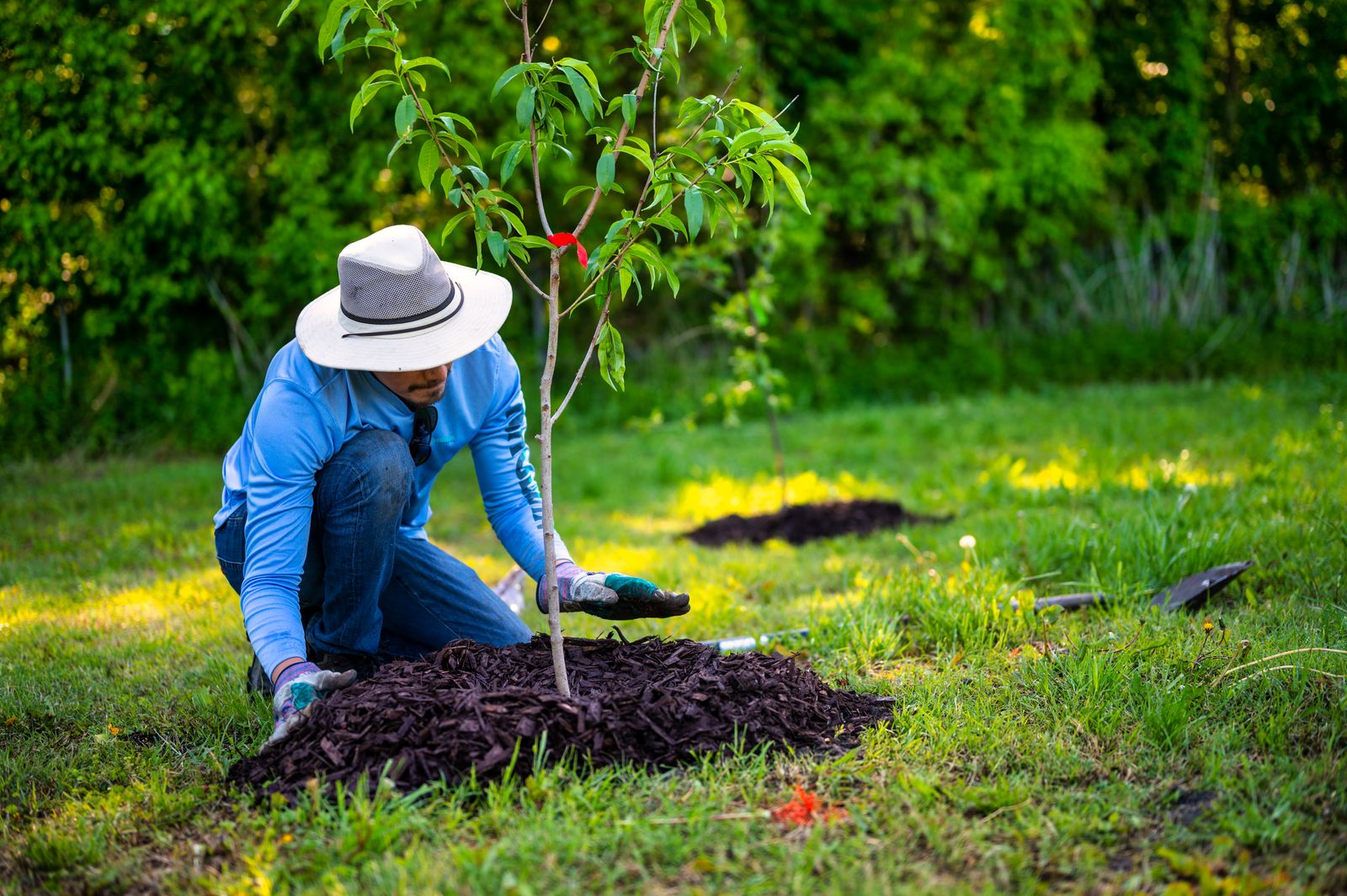 Planting