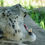 Thumbnail: Yawning Snow Leopard