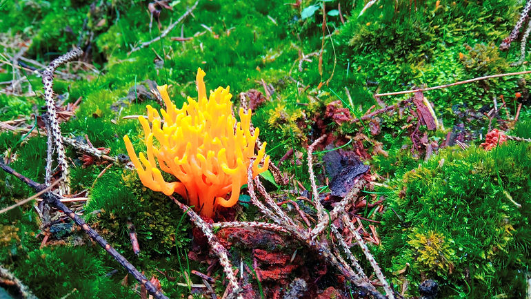 calocera viscosa_yellow stagshorn_klebri