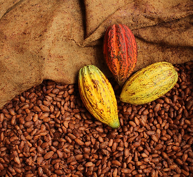 12.Gousses de cacao.JPG