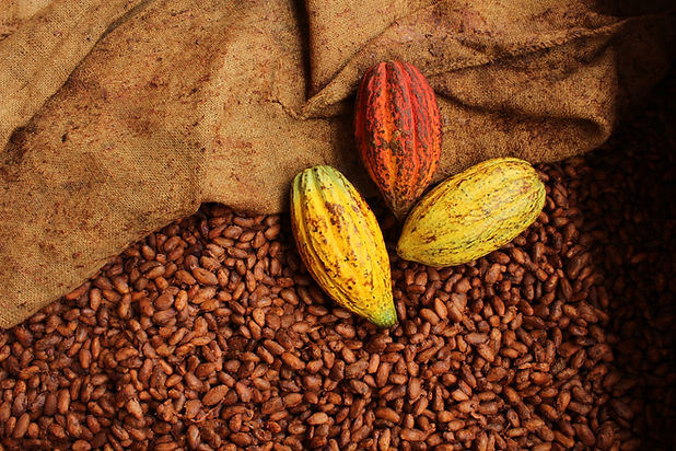 12.Cocoa pods.JPG