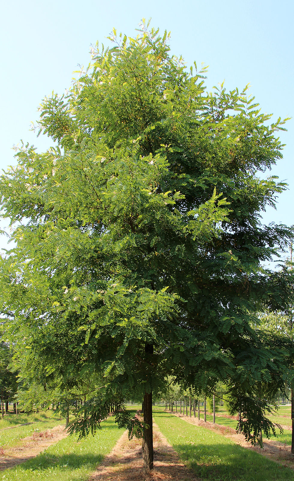 Миниатюра: Робиния обыкновенная «Семперфлоренс» / Robinia pseudoacacia 'Semperflorens'