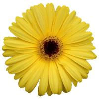 Миниатюра: Gerbera Mega Revolution