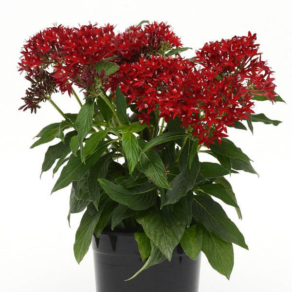 Миниатюра: Pentas Lucky Star