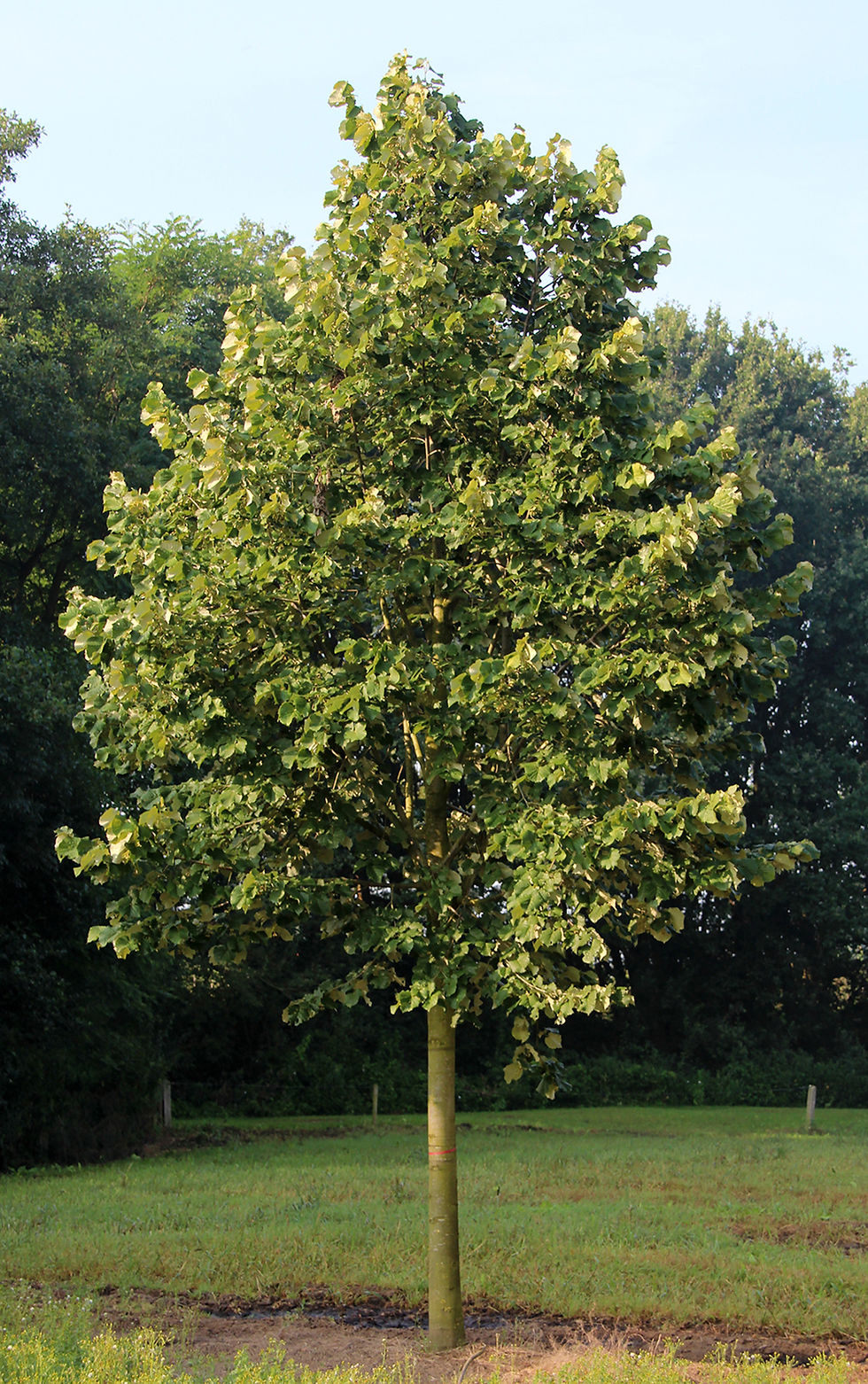 Thumbnail: Липа войлочная «Брабант» / Tilia tomentosa 'Brabant'