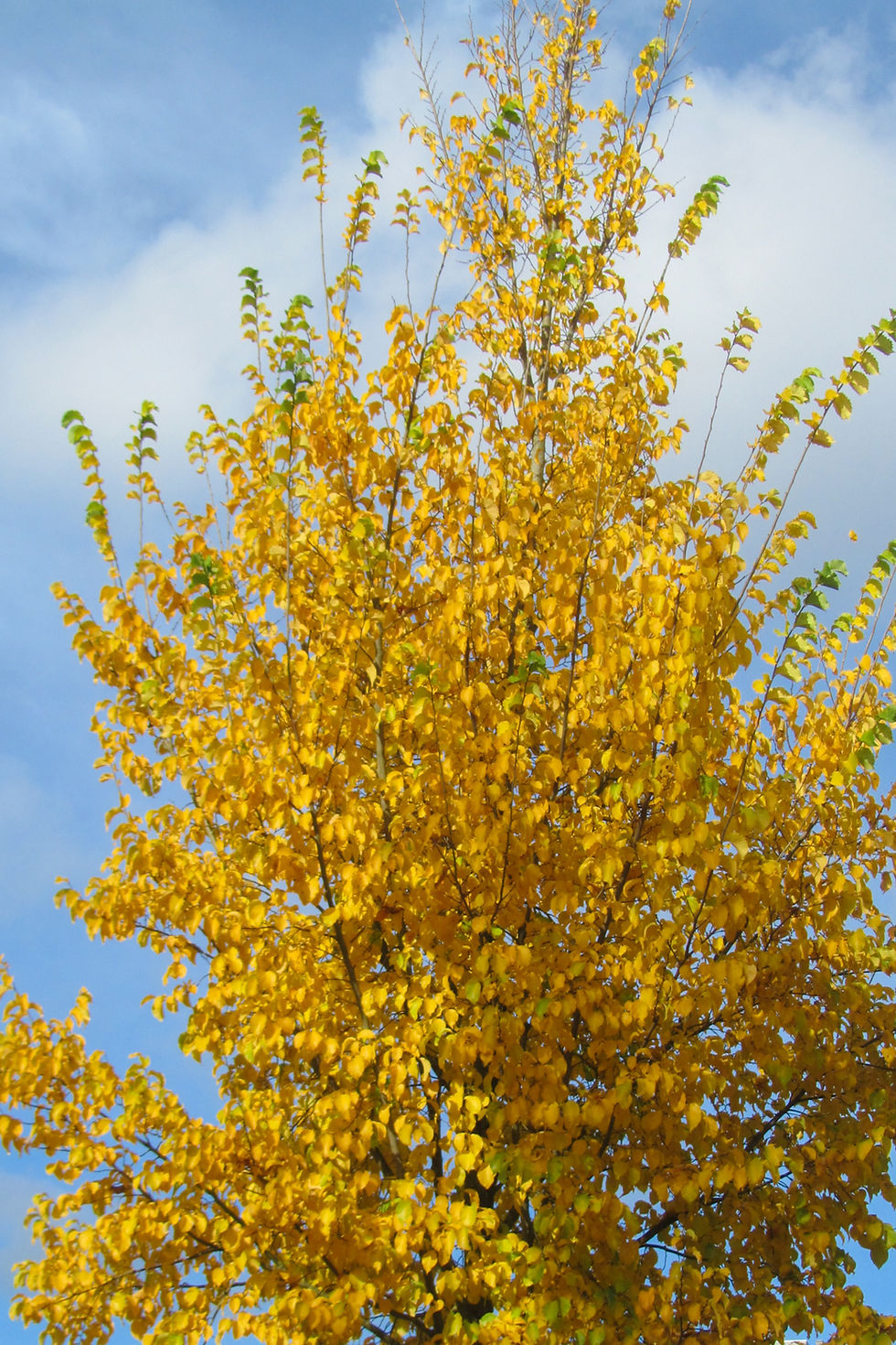 Миниатюра: Вяз «Колумелла» / Ulmus 'Columella'
