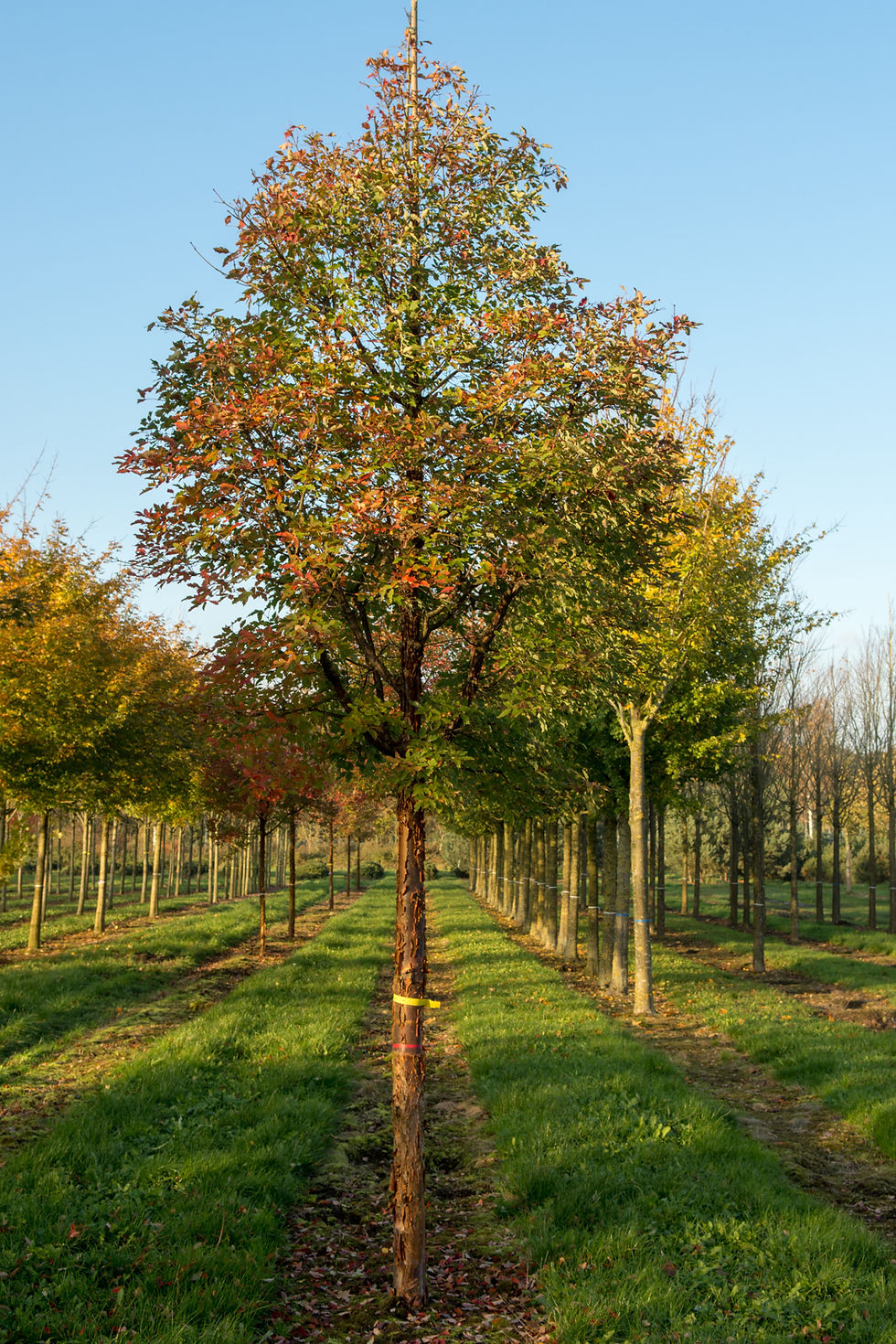 Миниатюра: Клен серый / Acer griseum