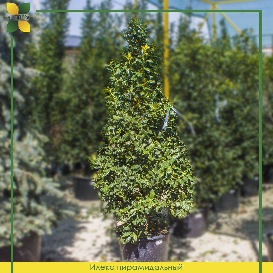 Падуб Нелли Стивенс пирамидальный / Ilex Nellie Stevens