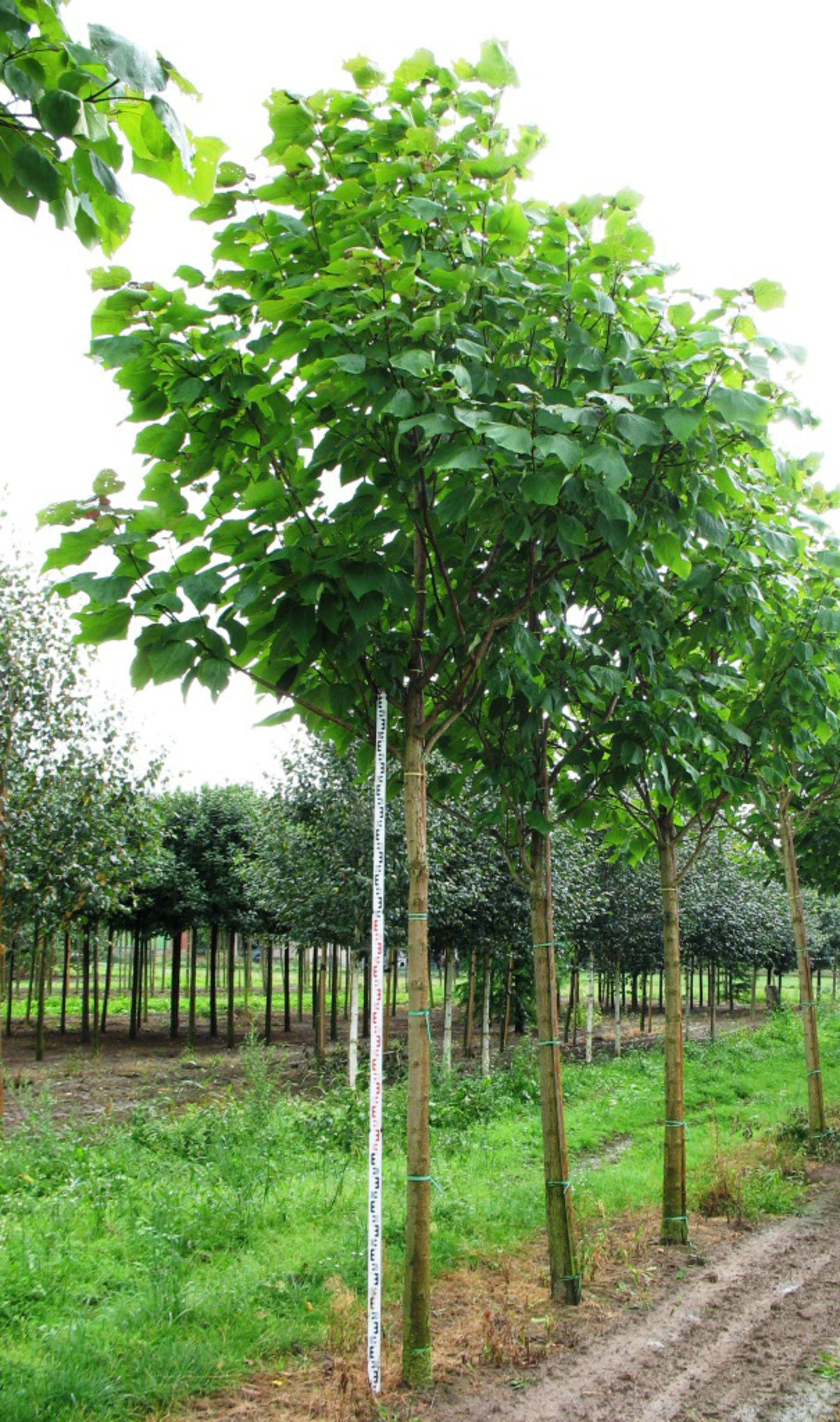 Катальпа краснеющая «Пурпуреа» / Catalpa x erubescens 'Purpurea'