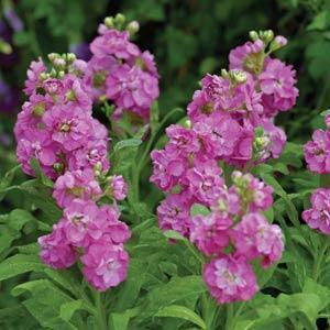 Thumbnail: Matthiola Hot Cakes