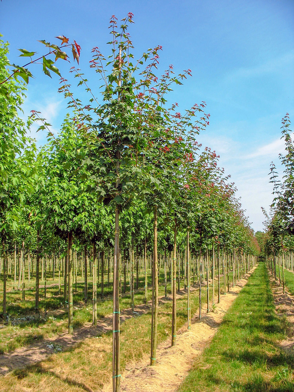Миниатюра: Клен колхидский «Рубрум» / Acer cappadocicum 'Rubrum'