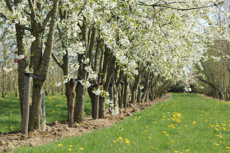 Миниатюра: Вишня птичья / Prunus avium