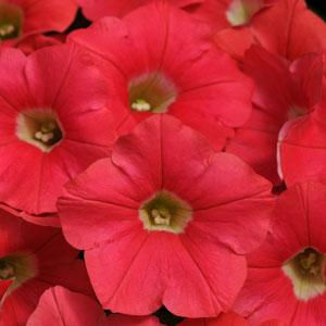 Миниатюра: Petunia Shock Wave