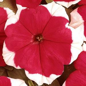 Миниатюра: Petunia Dreams