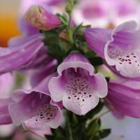 Миниатюра: Digitalis Dalmatian