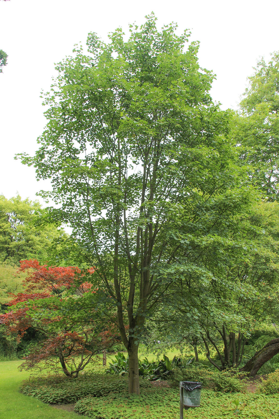 Thumbnail: Colchis maple, Cappadocian maple / Acer cappadocicum