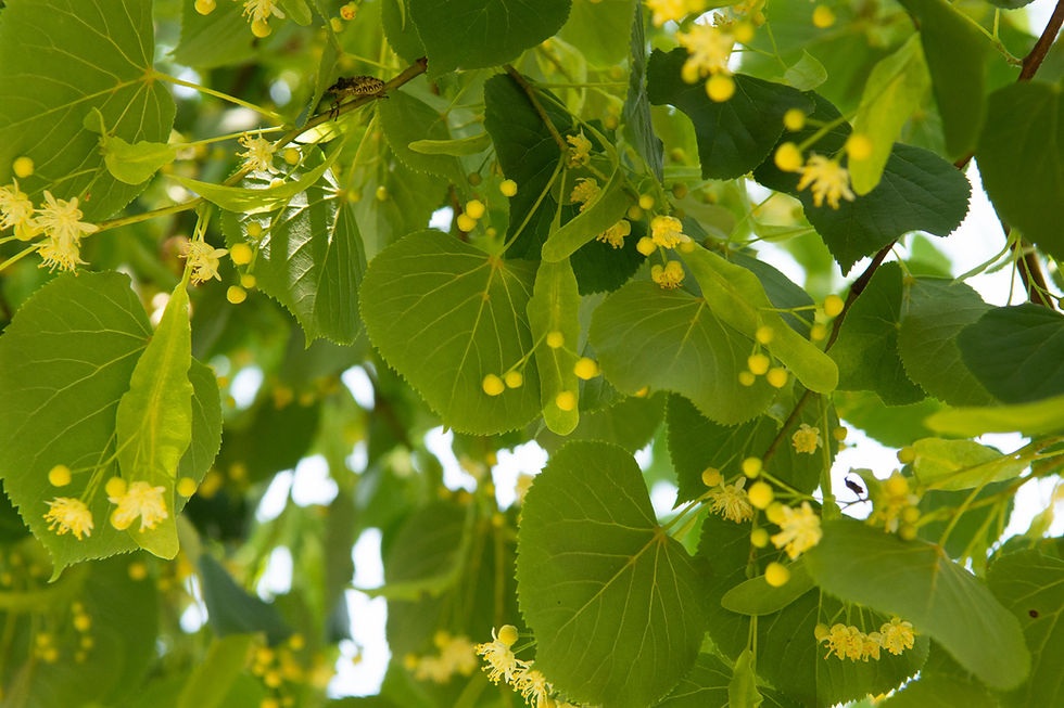 Thumbnail: Липа сердцевидная «Болье» / Tilia cordata 'Böhlje'